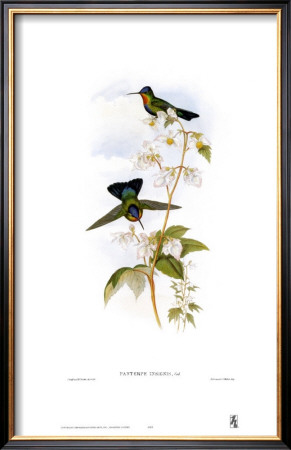 Panterpe Insignis, Hummingbirds by John Gould Pricing Limited Edition Print image