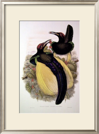 Gould Bird Of Paradise Iv by John Gould Pricing Limited Edition Print image