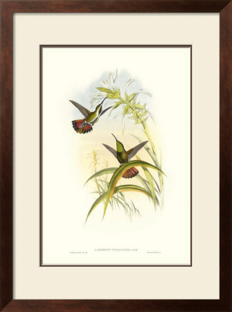 Hummingbird I by John Gould Pricing Limited Edition Print image