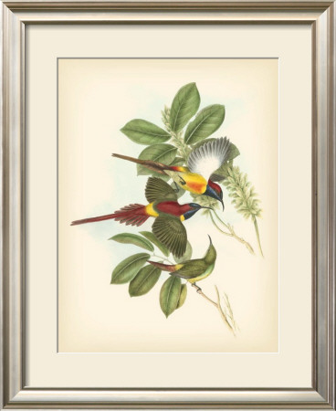 Birds Of The Tropics Iii by John Gould Pricing Limited Edition Print image