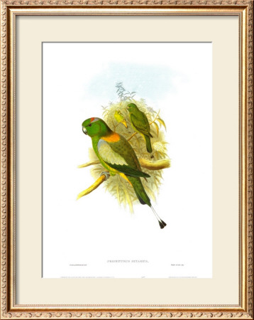 Prioniturus Setarius by John Gould Pricing Limited Edition Print image