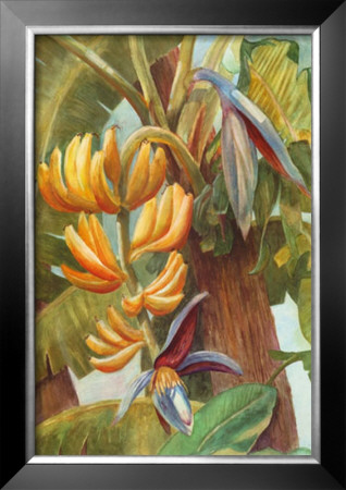 Banana Tropicana by Barbara Shipman Pricing Limited Edition Print image