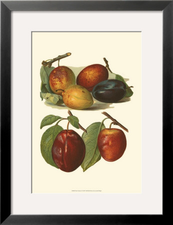 Plum Varieties I by John Wright Pricing Limited Edition Print image