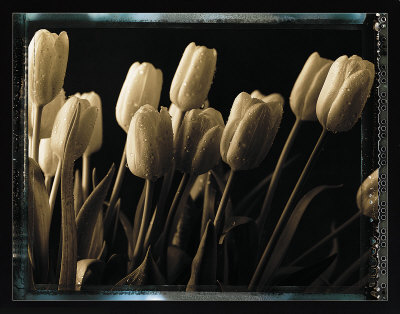 Tulips by Talli Rosner-Kozuch Pricing Limited Edition Print image
