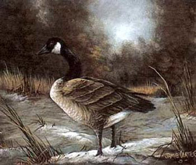 Canadian Goose Study by Jamie Carter Pricing Limited Edition Print image