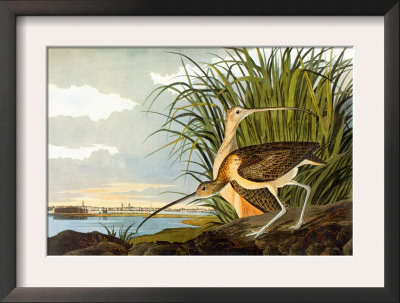 Long-Billed Curlew by John James Audubon Pricing Limited Edition Print image