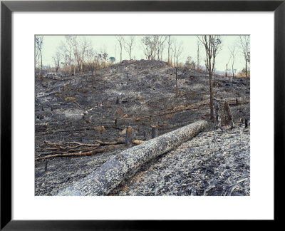 Slash And Burn, Thailand by Richard Davies Pricing Limited Edition Print image