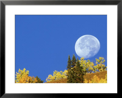 Full Moon, Setting Behind Aspen Trees Gunnison National Forest, Colorado by Adam Jones Pricing Limited Edition Print image