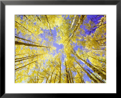 Skyward View, Up Through Quaking Aspen Trees In Autumn Gu Nnison National Forest, Colorado by Adam Jones Pricing Limited Edition Print image
