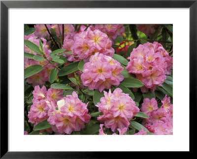 Rhododendron Garden, Portland, Oregon, Usa by Adam Jones Pricing Limited Edition Print image