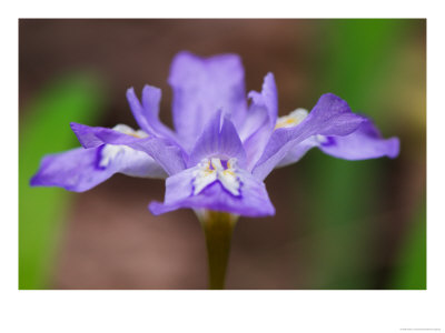 Crested Dwarf Iris, Great Smoky Mountains National Park, Tennessee, Usa by Adam Jones Pricing Limited Edition Print image