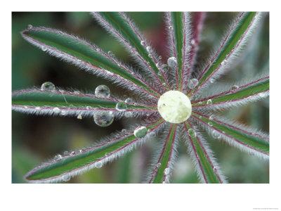 Dew Drops On Lupine Foliage, Sierra Valley, California, Usa by Adam Jones Pricing Limited Edition Print image