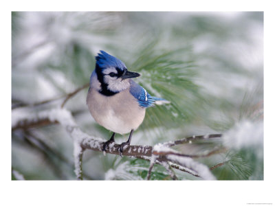 Blue Jay by Adam Jones Pricing Limited Edition Print image