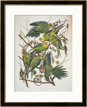 Carolina Parakeet, From Birds Of America, 1829 by John James Audubon Pricing Limited Edition Print image
