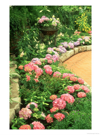 Hydrangea, Cincinnati, Ohio by Adam Jones Pricing Limited Edition Print image