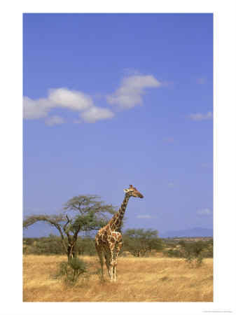 Reticulated Giraffe, Kenya by Adam Jones Pricing Limited Edition Print image