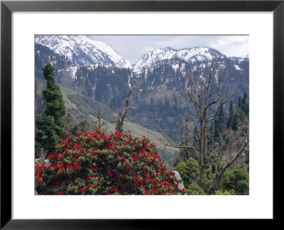 Rhododendrons In Bloom, Dhaula Dhar Range Of The Western Himalayas, Himachal Pradesh, India by David Poole Pricing Limited Edition Print image