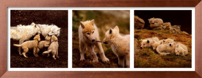 Wolf Family Portrait by Jim Brandenburg Pricing Limited Edition Print image