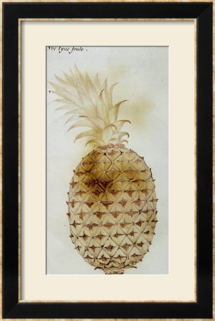 Pineapple by John White Pricing Limited Edition Print image