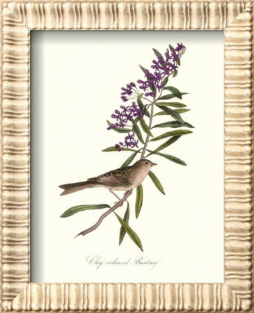 Bunting by John James Audubon Pricing Limited Edition Print image