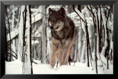 Timber Wolf by Jim Brandenburg Pricing Limited Edition Print image