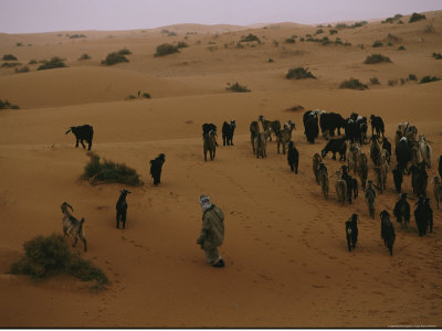 A Saudi Man Drives His Goat Herd Through The Desert by Reza Pricing Limited Edition Print image