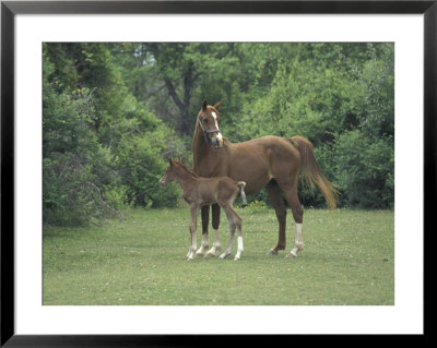 Arabian Mare And Colt, Oldham County, Kentucky, Usa by Adam Jones Pricing Limited Edition Print image