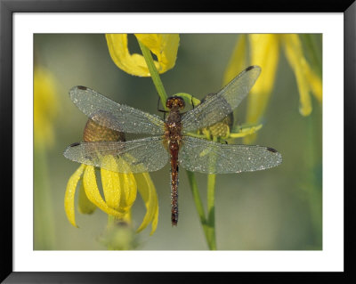 Dew-Covered Climber Dragonfly by Adam Jones Pricing Limited Edition Print image