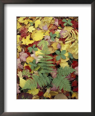 Lady Fern And Autumn Leaves, Great Smoky Mountains National Park, Tennessee, Usa by Adam Jones Pricing Limited Edition Print image