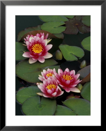 Hybrid Waterlillys, Indiana, Usa by Adam Jones Pricing Limited Edition Print image
