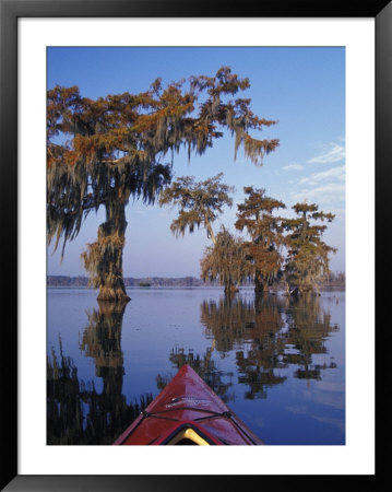Kayak Exploring The Swamp, Atchafalaya Basin, New Orleans, Louisiana, Usa by Adam Jones Pricing Limited Edition Print image