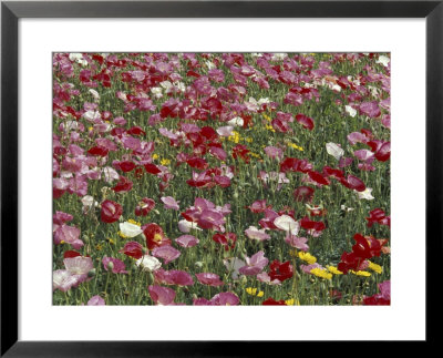 Pattern In Poppies, Kentucky, Usa by Adam Jones Pricing Limited Edition Print image