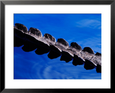 American Alligator Tail Details, Everglades National Park, Florida, Usa by Adam Jones Pricing Limited Edition Print image