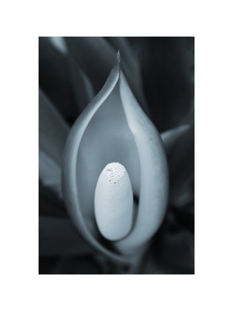 Aphrodisiac Ii by Miguel Paredes Pricing Limited Edition Print image