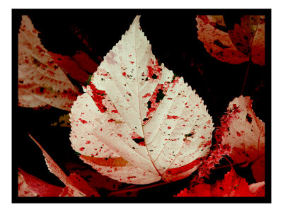 Abstract Leaves I by Miguel Paredes Pricing Limited Edition Print image