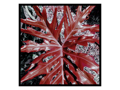 Abstract Leaves Ii by Miguel Paredes Pricing Limited Edition Print image