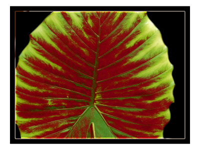 Abstract Leaves Viii by Miguel Paredes Pricing Limited Edition Print image