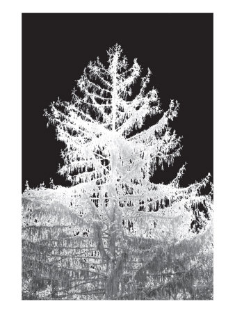 Platinum Trees Iii by Miguel Paredes Pricing Limited Edition Print image