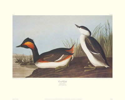 Eared Grebe by John James Audubon Pricing Limited Edition Print image