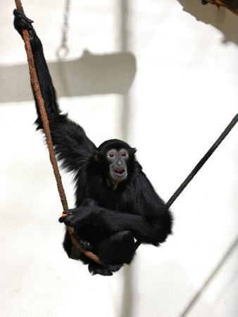 A Siamang, A Species Of Gibbon, Swinging On A Vine by Robert Clark Pricing Limited Edition Print image