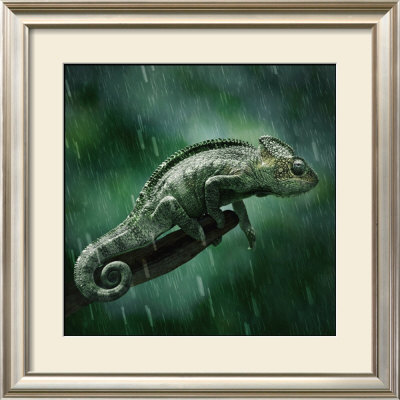 Cameleon by Steve Bloom Pricing Limited Edition Print image
