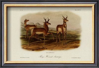Prong Horned Antelope by John James Audubon Pricing Limited Edition Print image