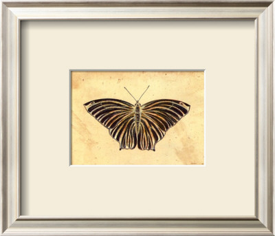 Butterfly Iii by Steve Butler Pricing Limited Edition Print image