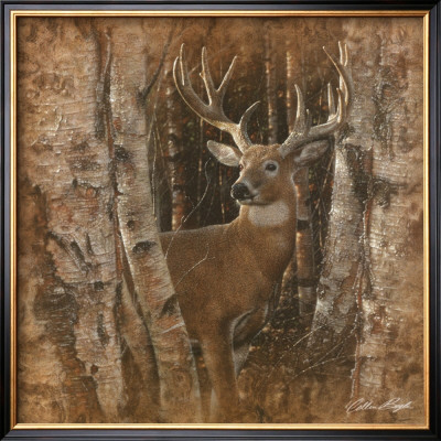 Birchwood Buck by Collin Bogle Pricing Limited Edition Print image