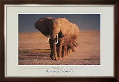 Amboseli Crossing by Thomas Mangelsen Pricing Limited Edition Print image