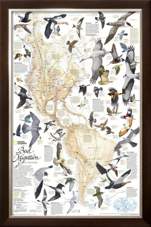 Bird Migration Map, Western Hemisphere by Arthur Singer Pricing Limited Edition Print image