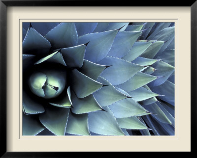 Pattern In Agave Cactus by Adam Jones Pricing Limited Edition Print image