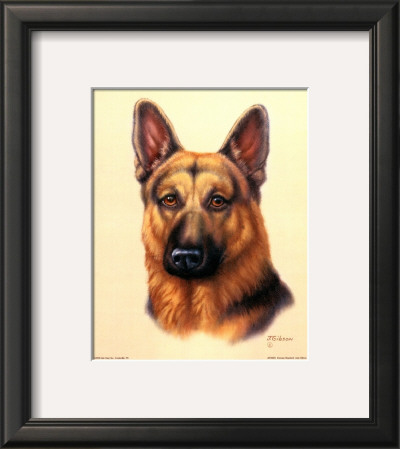 German Shepherd by Judy Gibson Pricing Limited Edition Print image