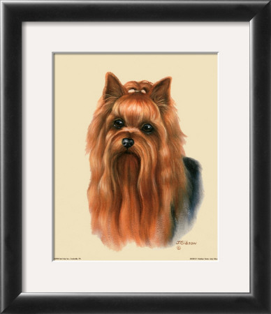 Yorkshire Terrier by Judy Gibson Pricing Limited Edition Print image