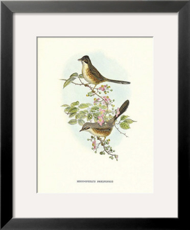 Rhopophilus Pekinensis by John Gould Pricing Limited Edition Print image